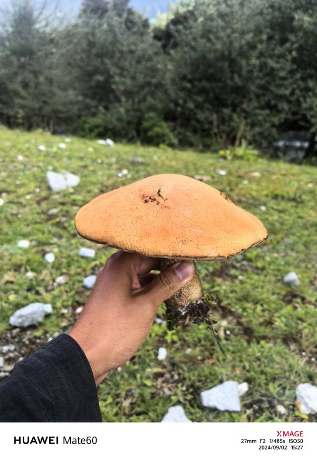 标本照片