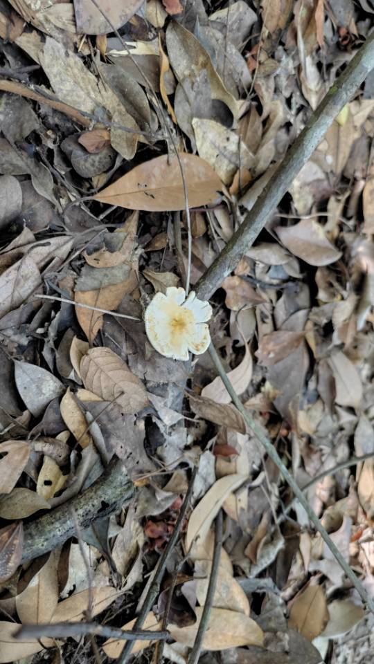 伯林翰红菇
