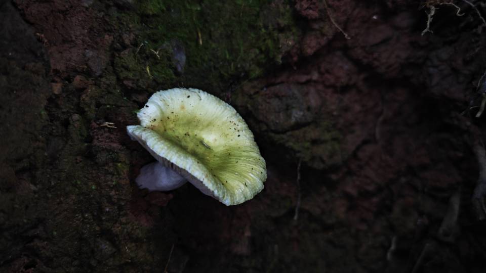 金绿红菇