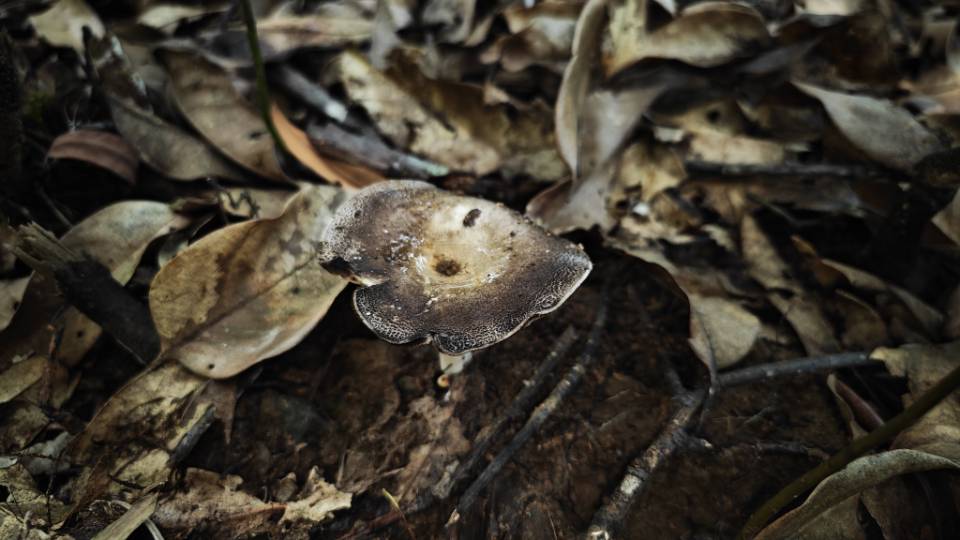火炭菌