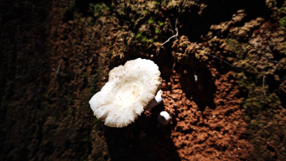 红菇属劣味组一种