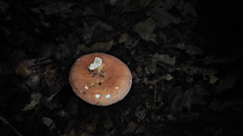 鳞盖红菇