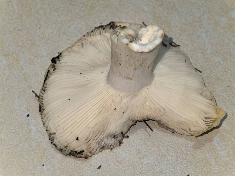 红菇属变绿组一种
