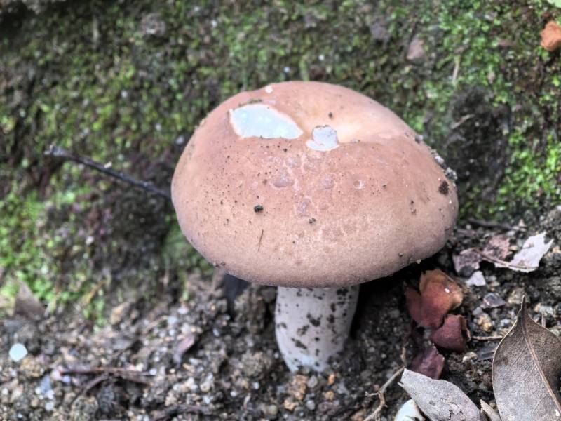 近桂黄红菇