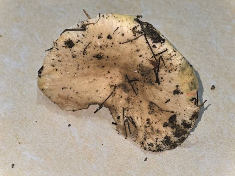 红菇属变绿组一种