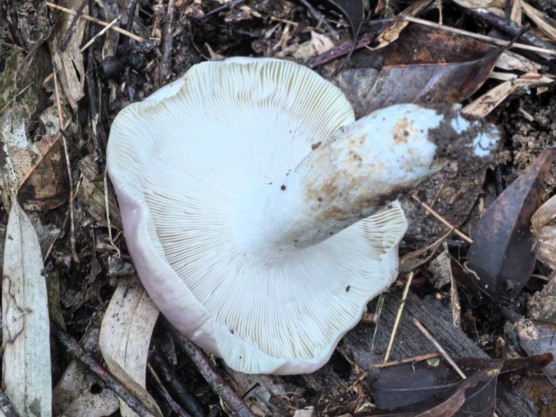 红菇属蓝黄组一种