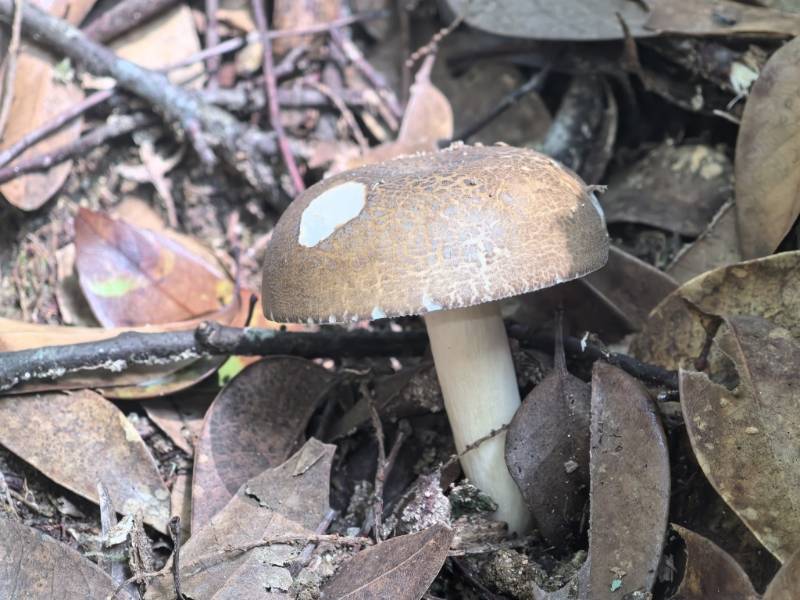 鼎湖红菇