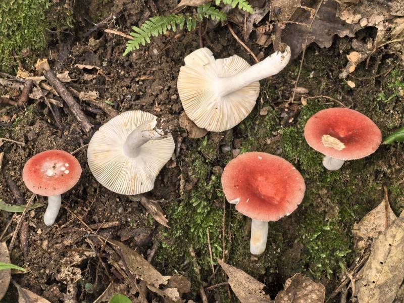 红菇属红菇亚属