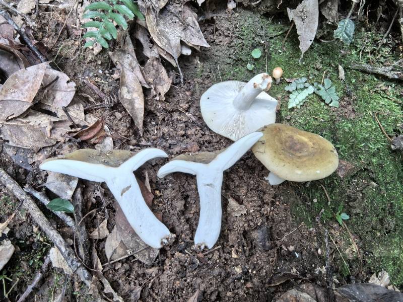 红菇属蓝黄组一种