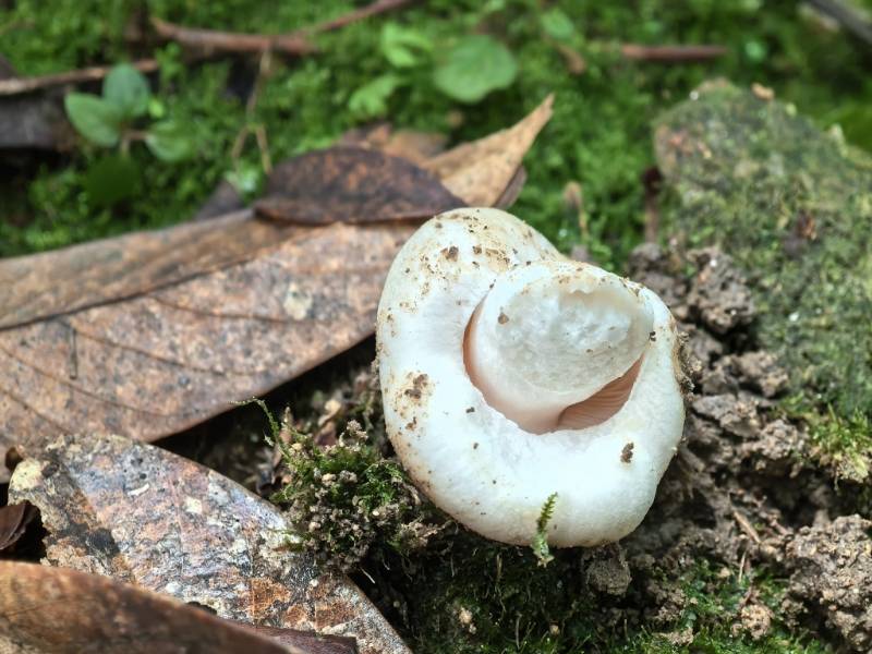 白灰红菇