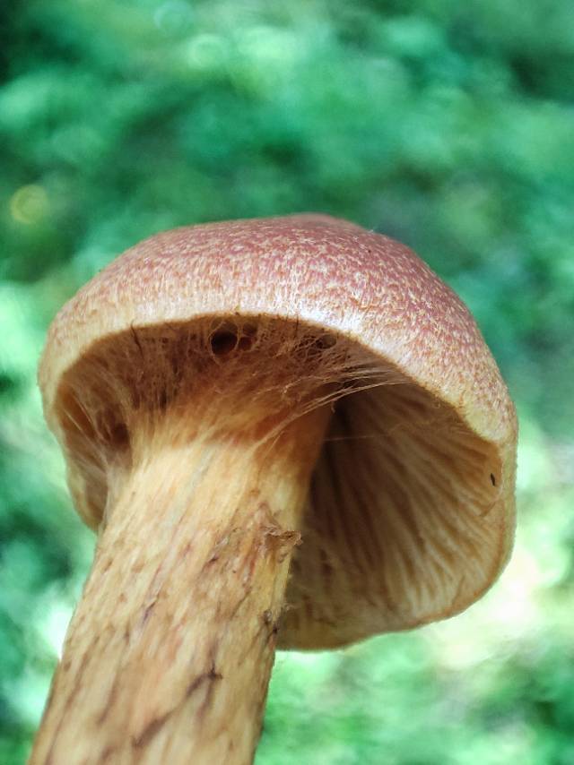标本照片