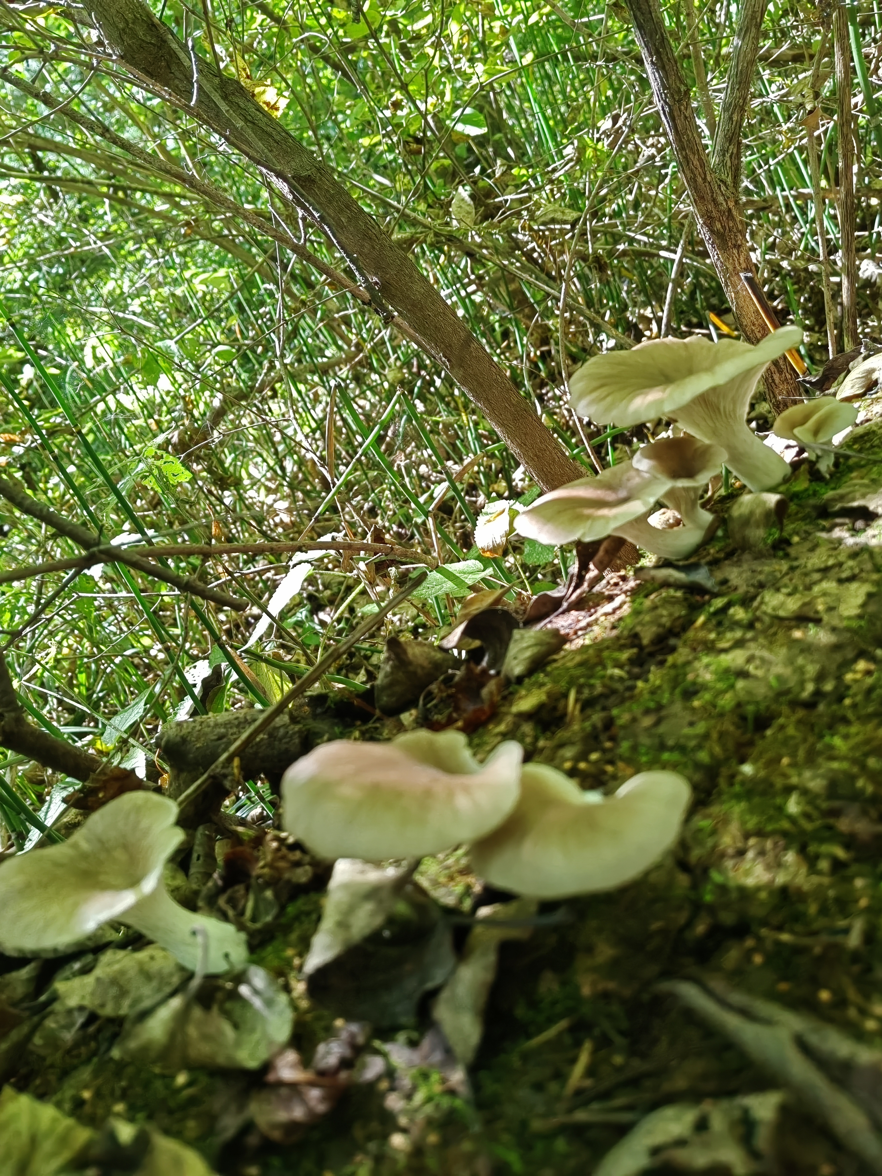 标本照片