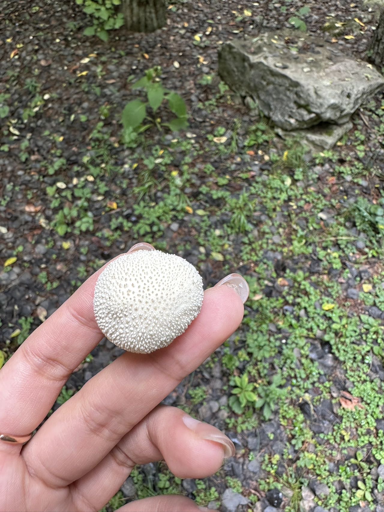 标本照片