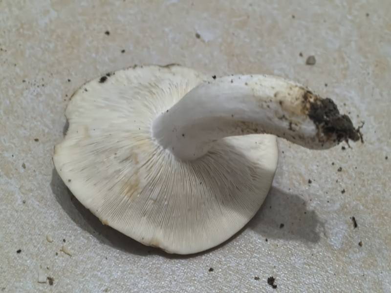 拉坎帕尔红菇