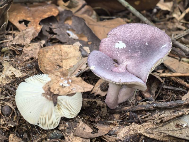 紫疣红菇