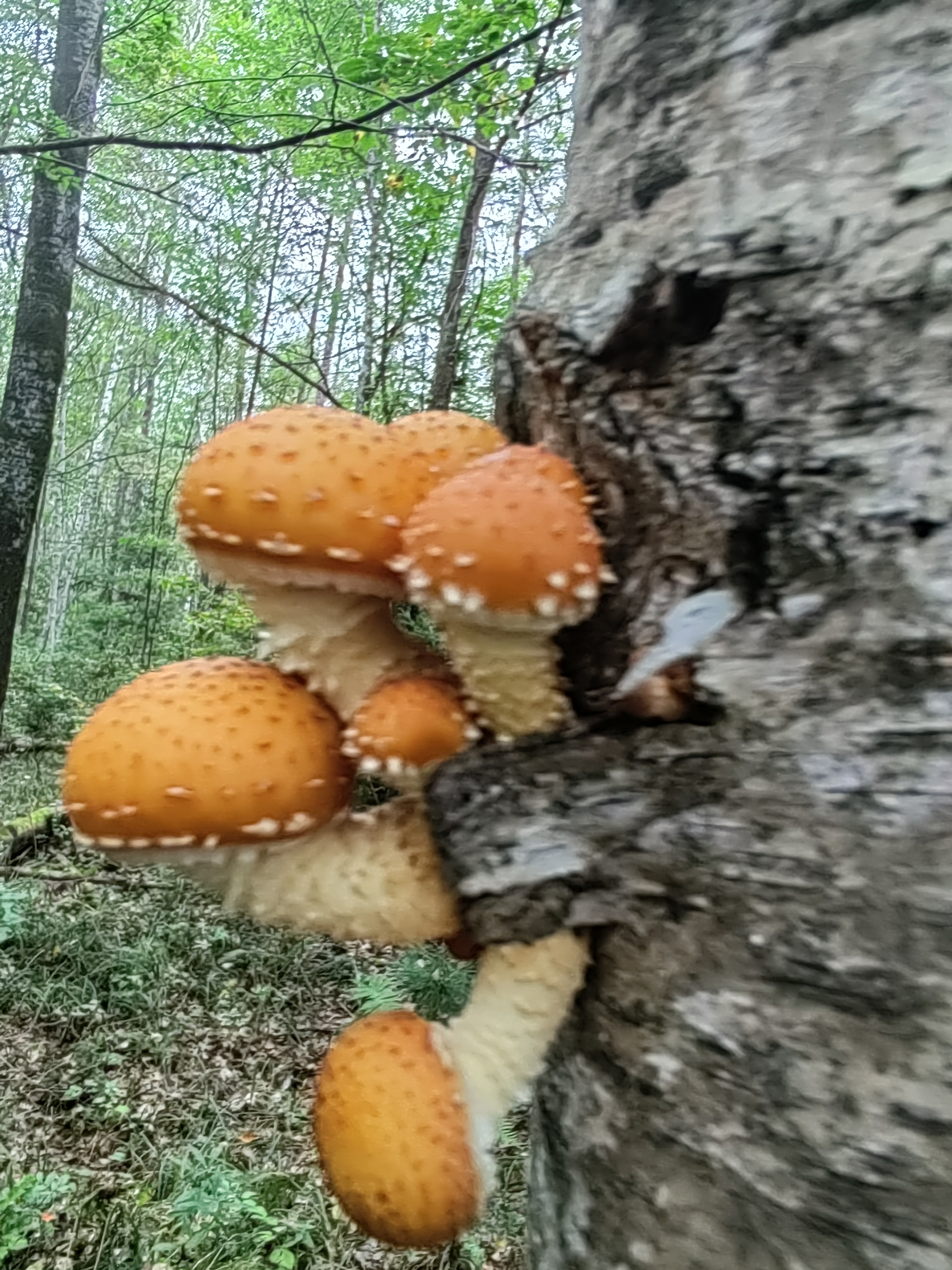 标本照片