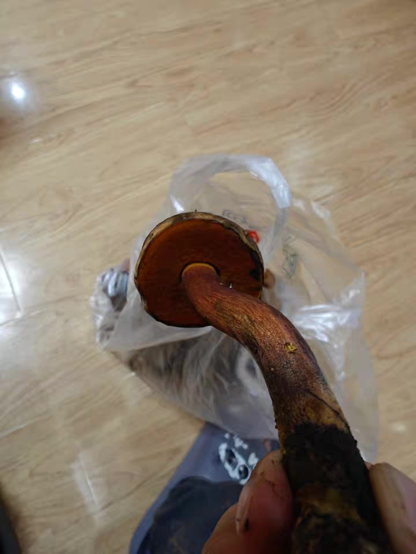 标本照片
