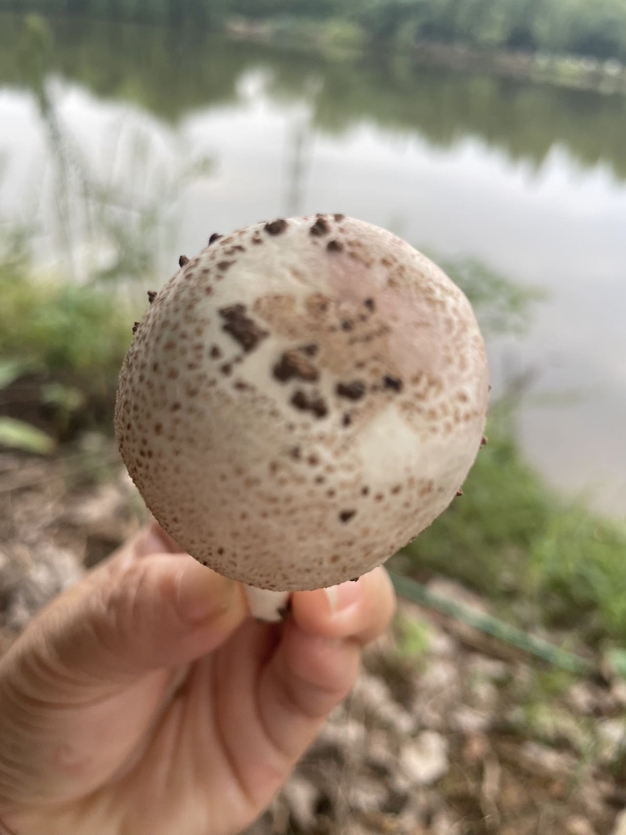 标本照片