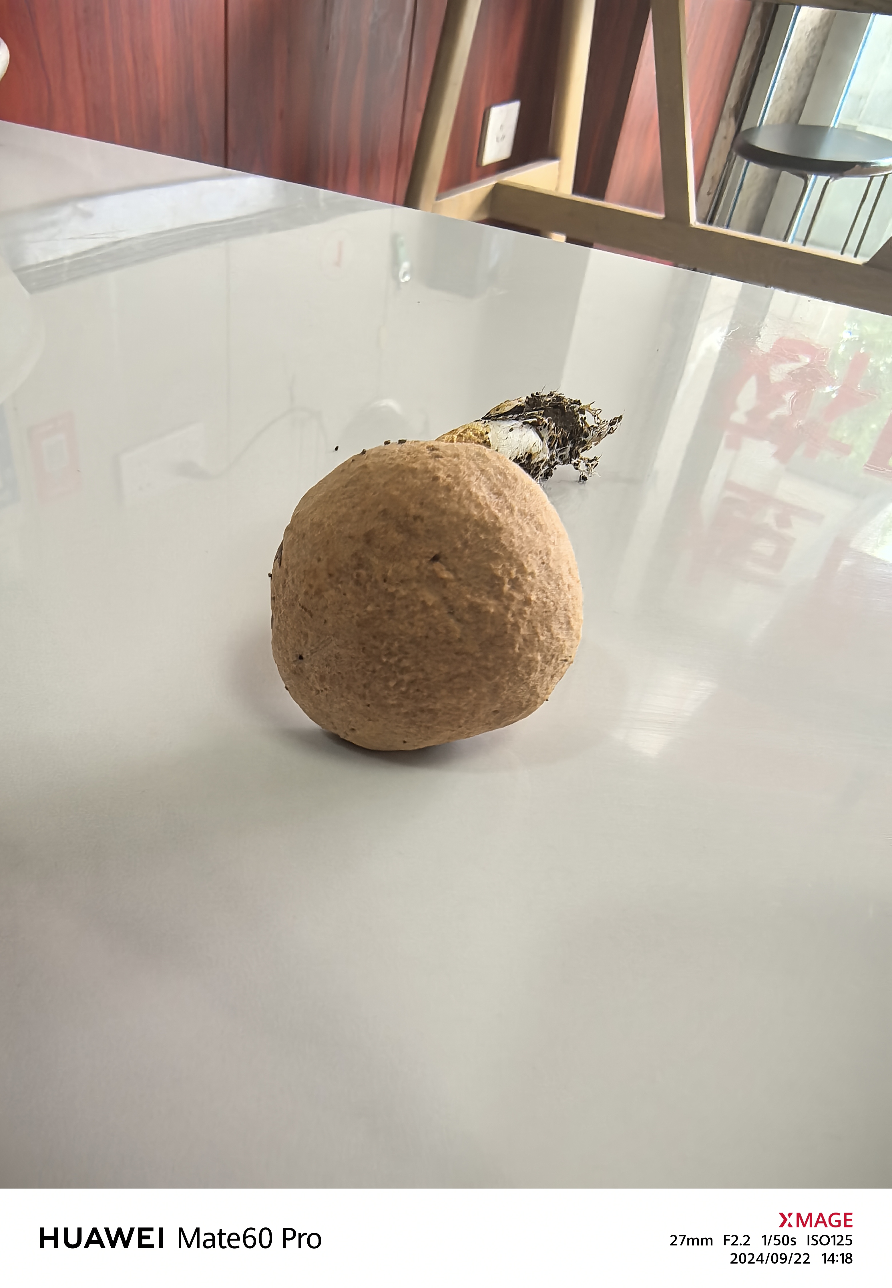 标本照片