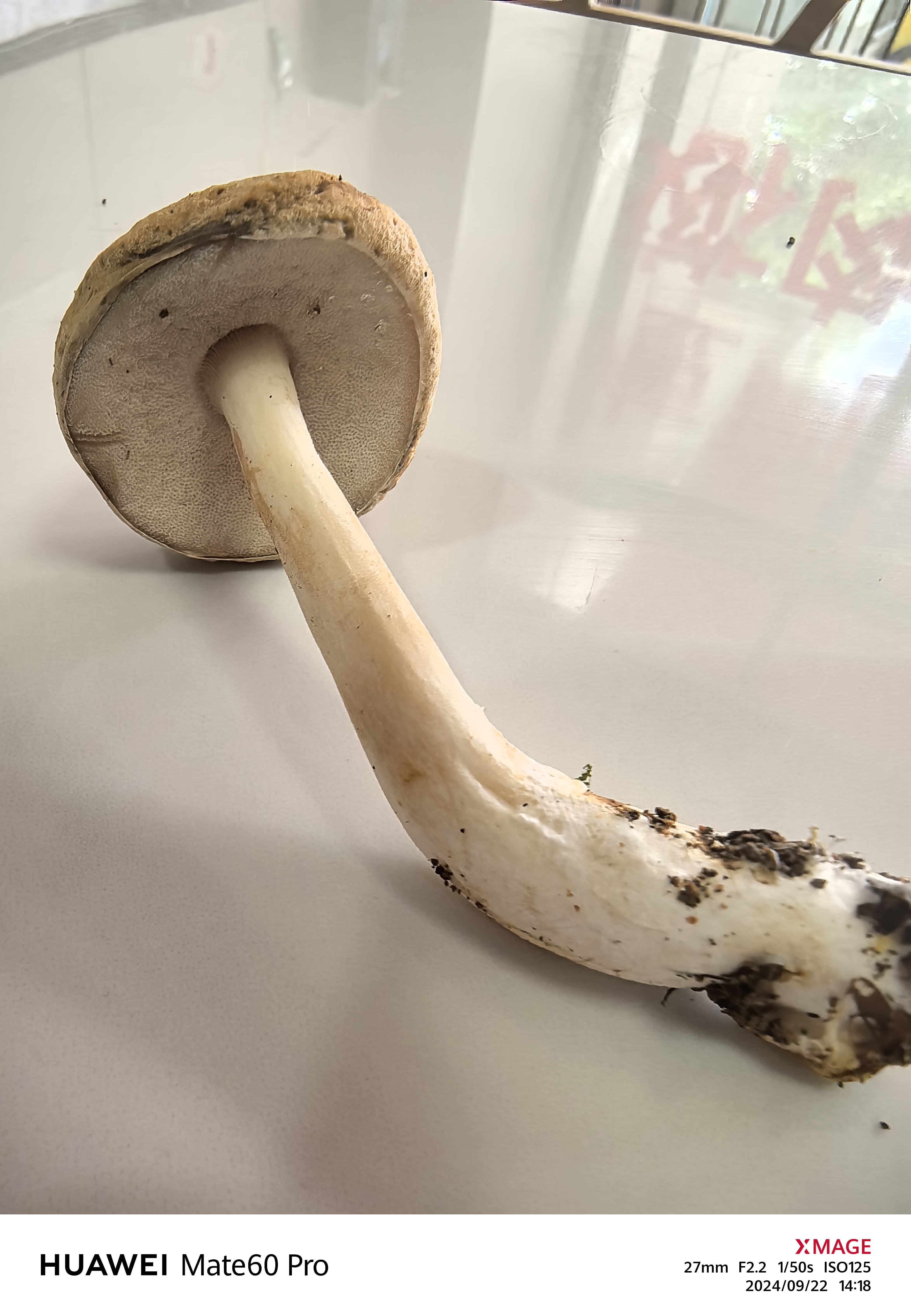 标本照片