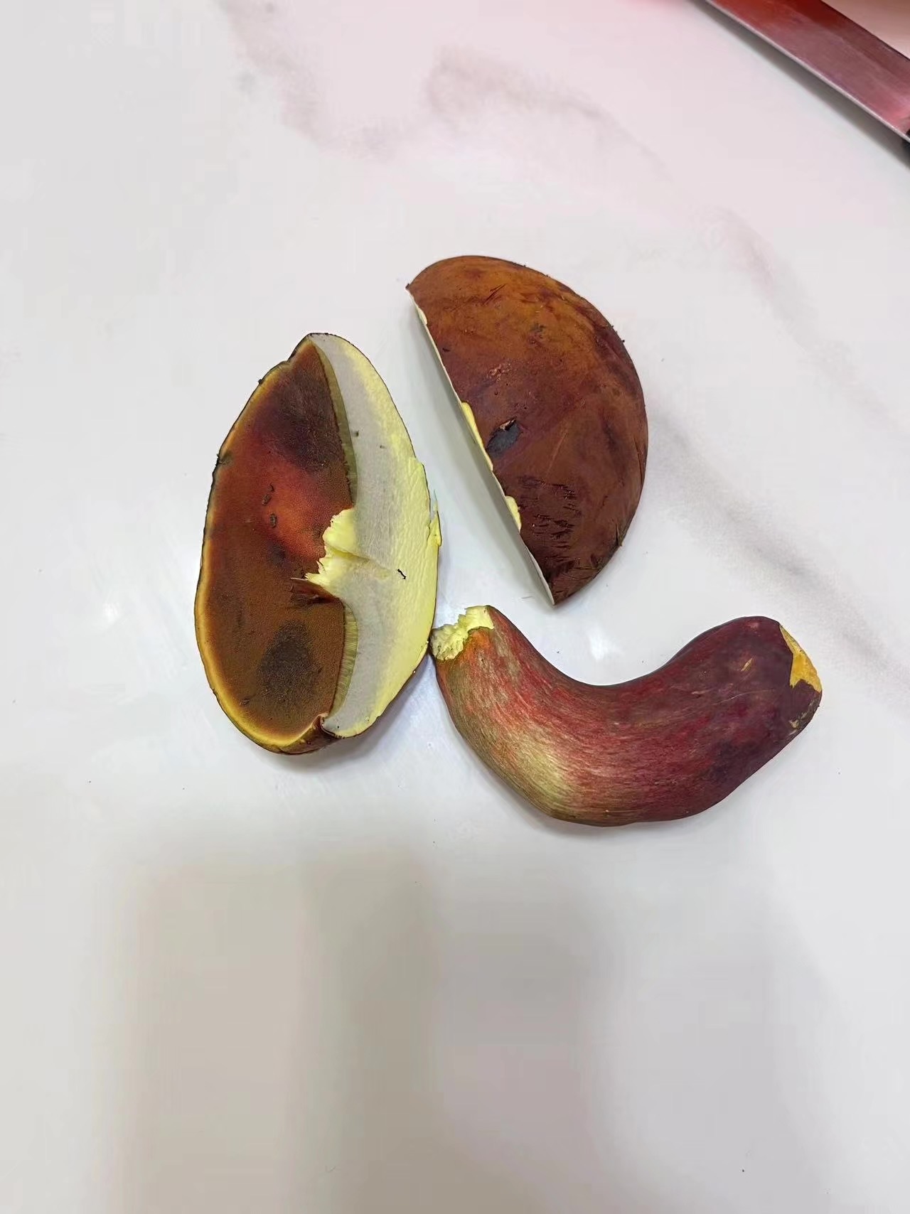 标本照片