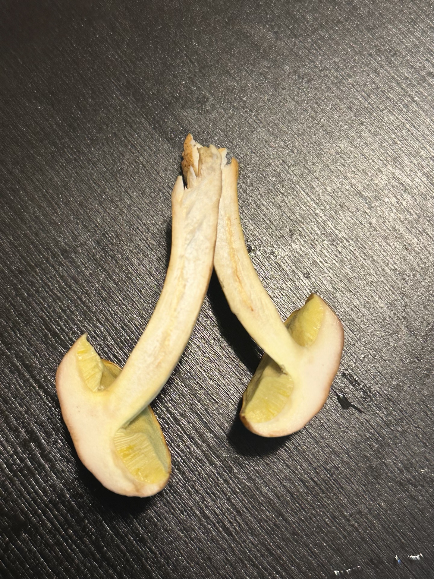 标本照片