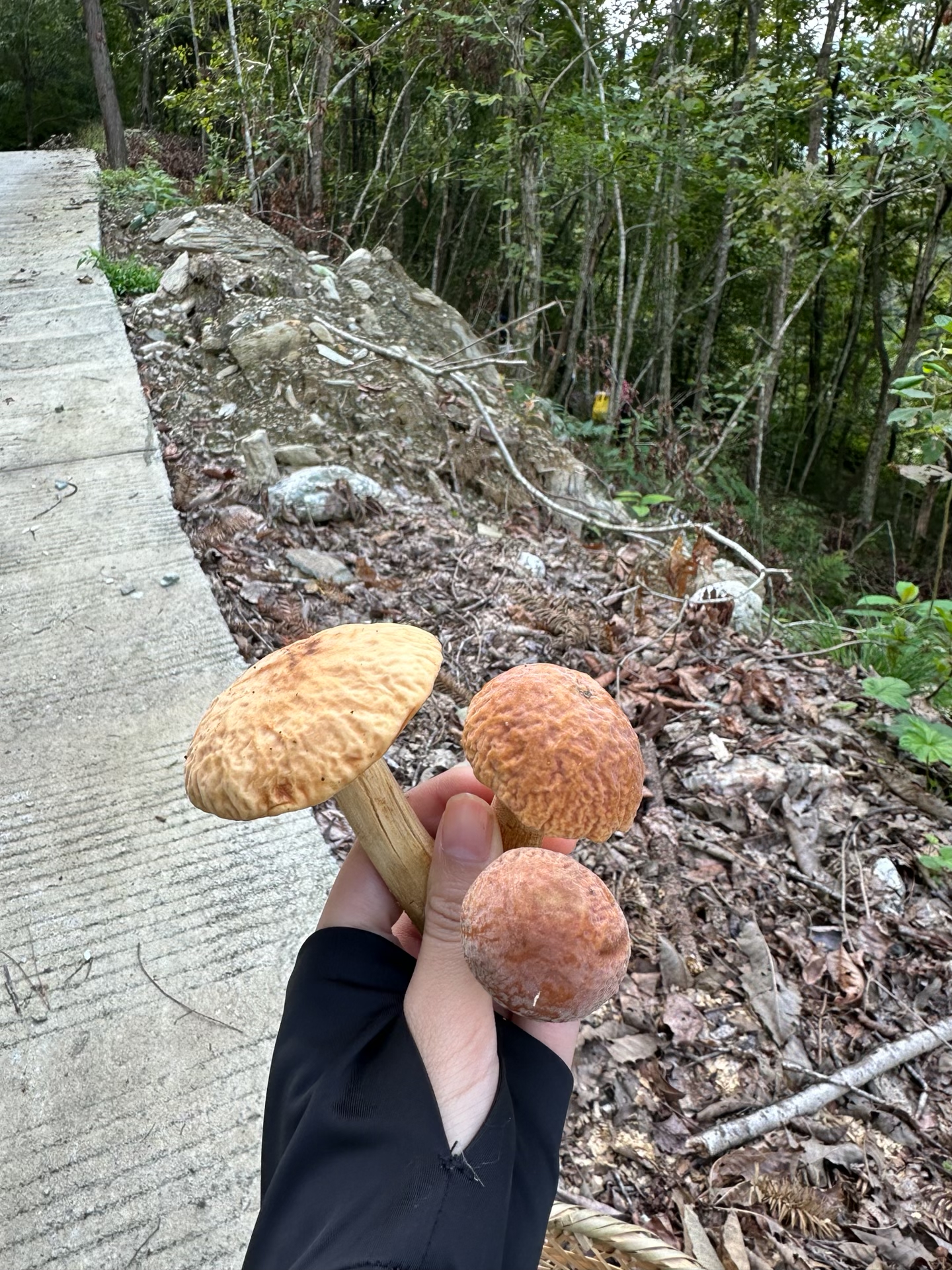 标本照片