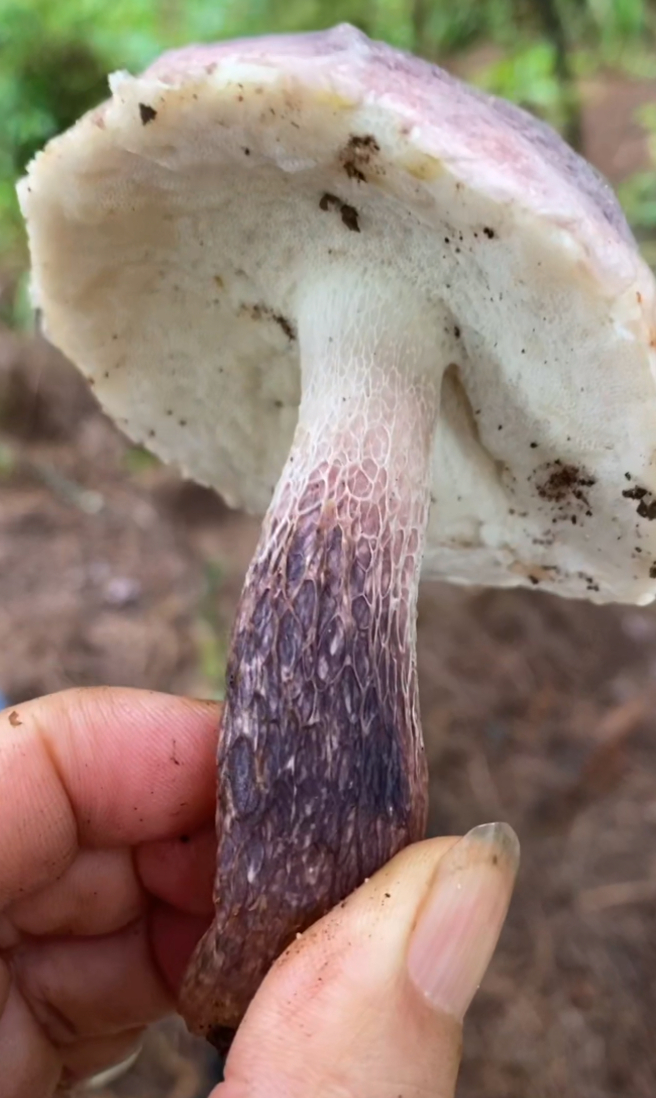 标本照片