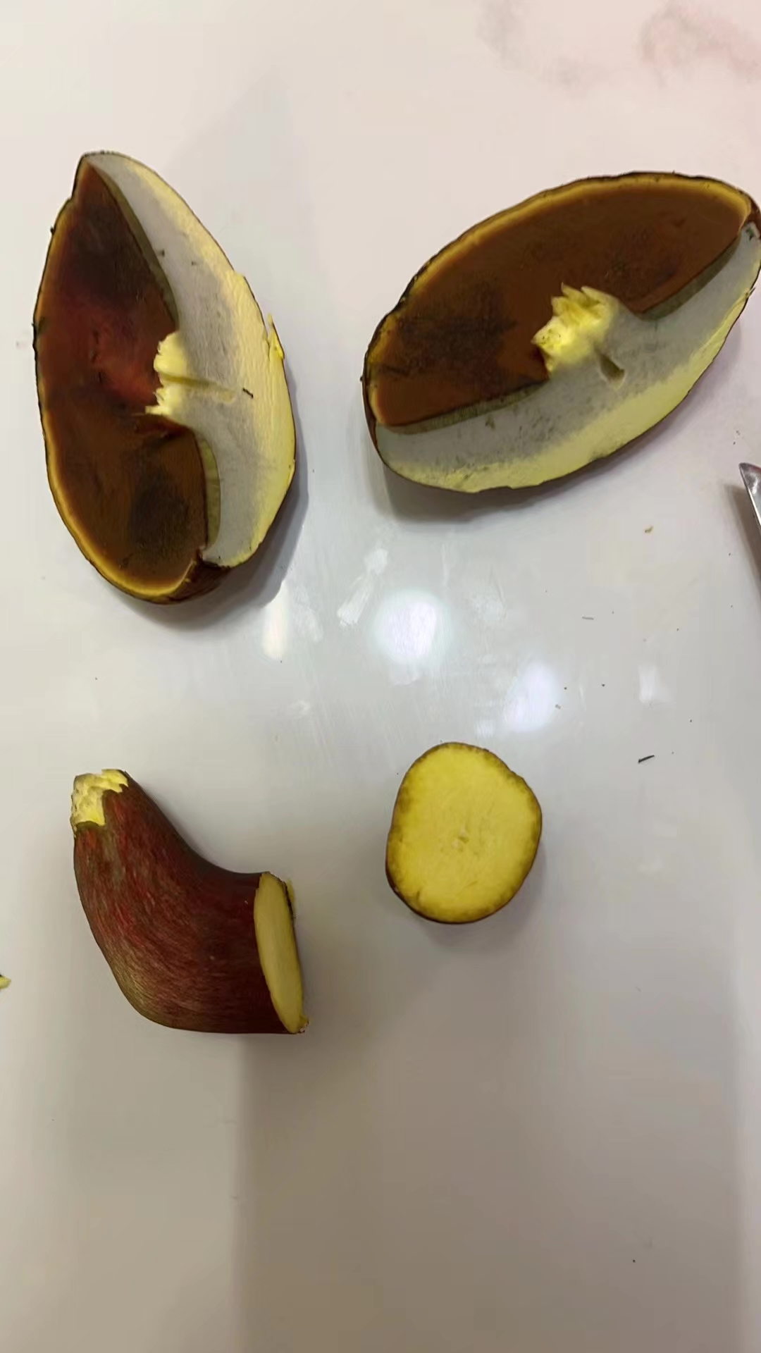 标本照片