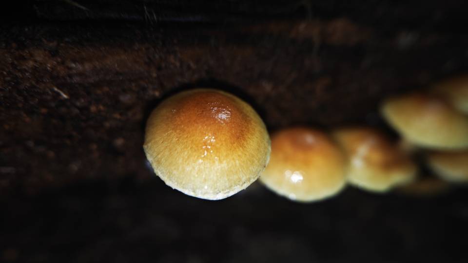 标本照片
