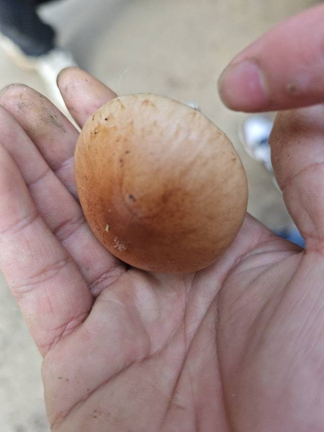 标本照片