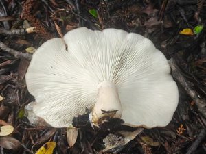 玉蕈离褶伞