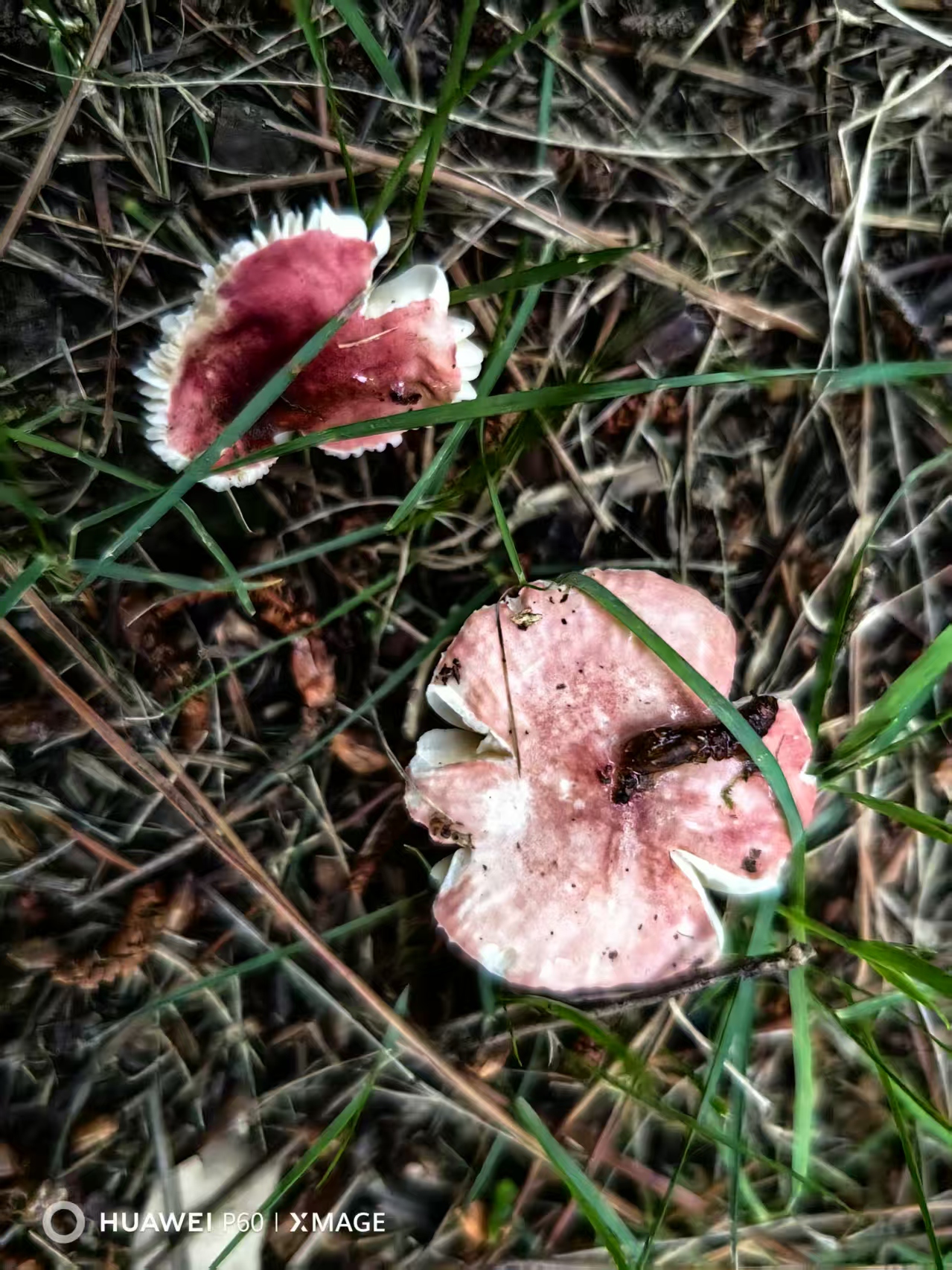 红菇属红菇亚属
