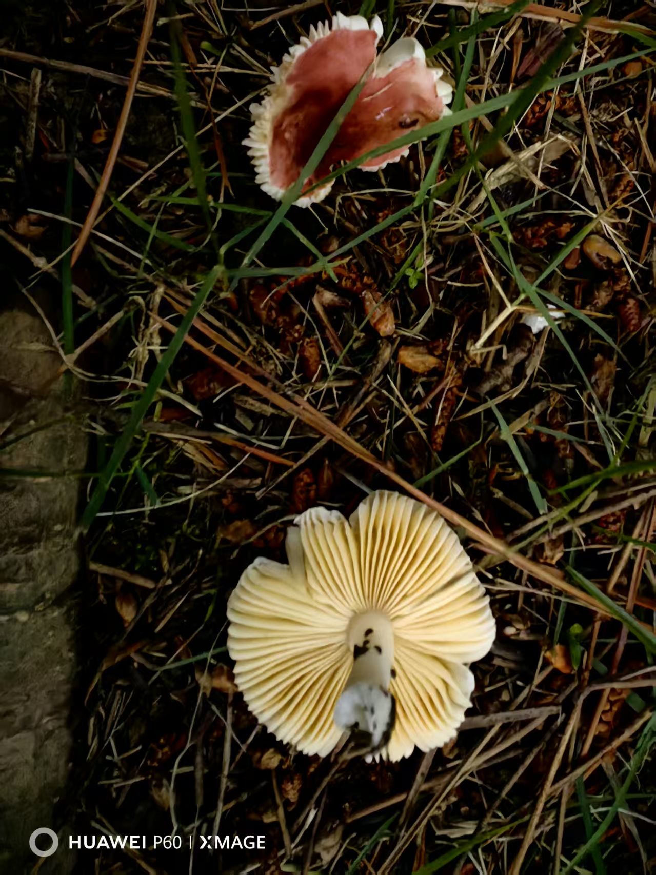红菇属红菇亚属