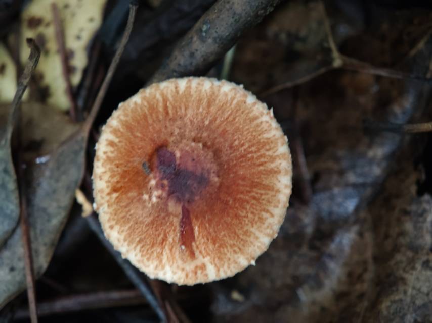 标本照片