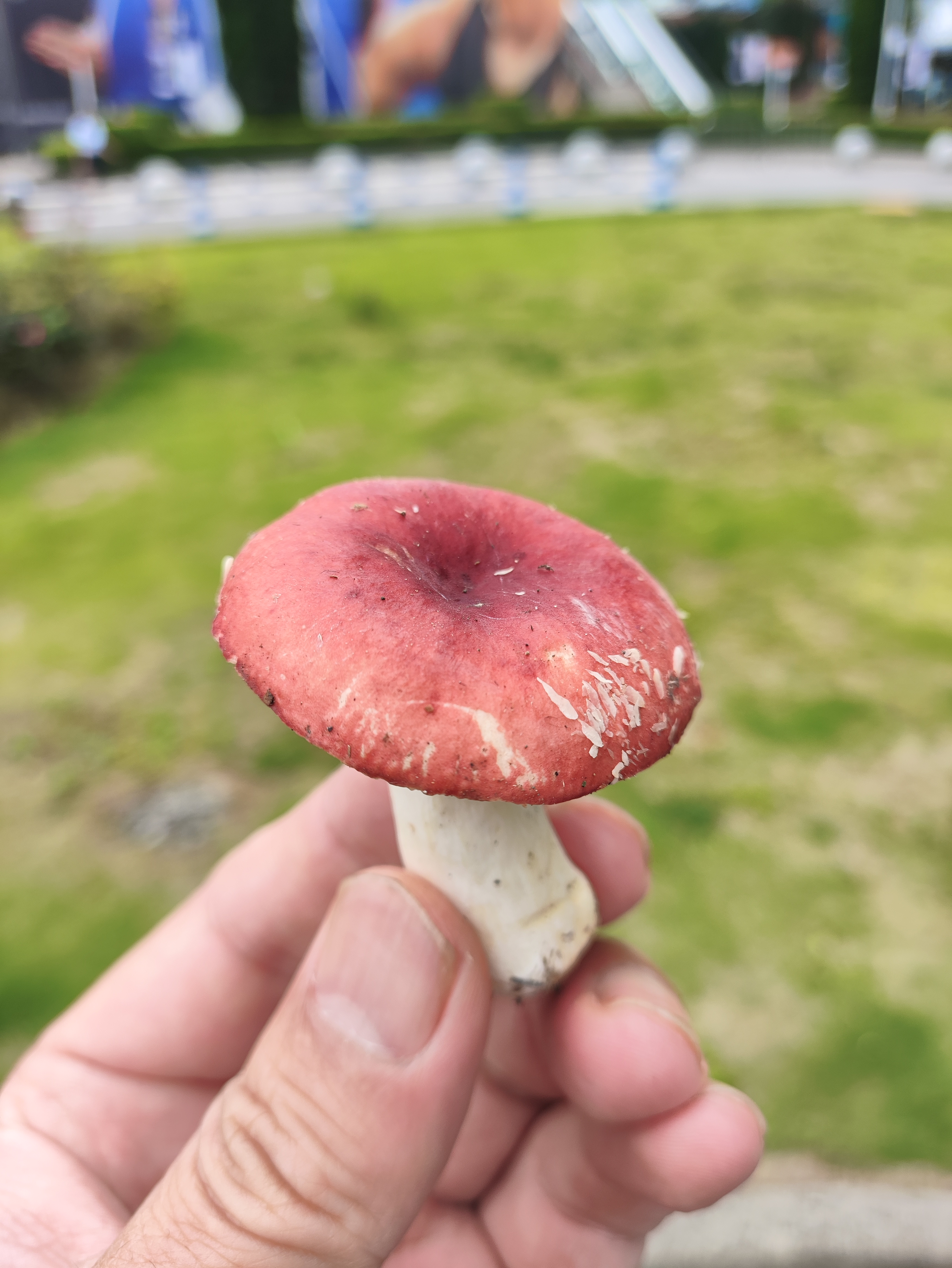 标本照片