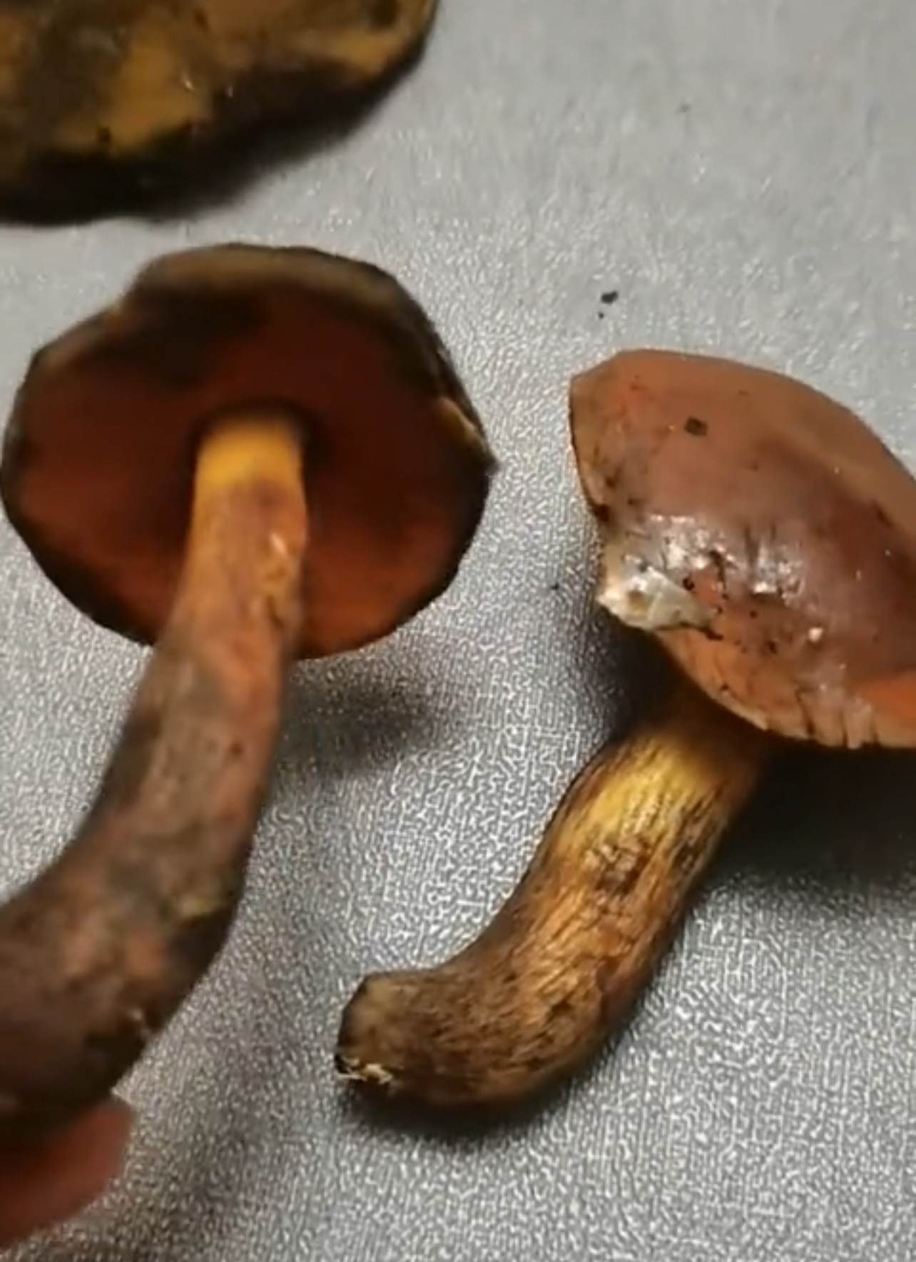 标本照片