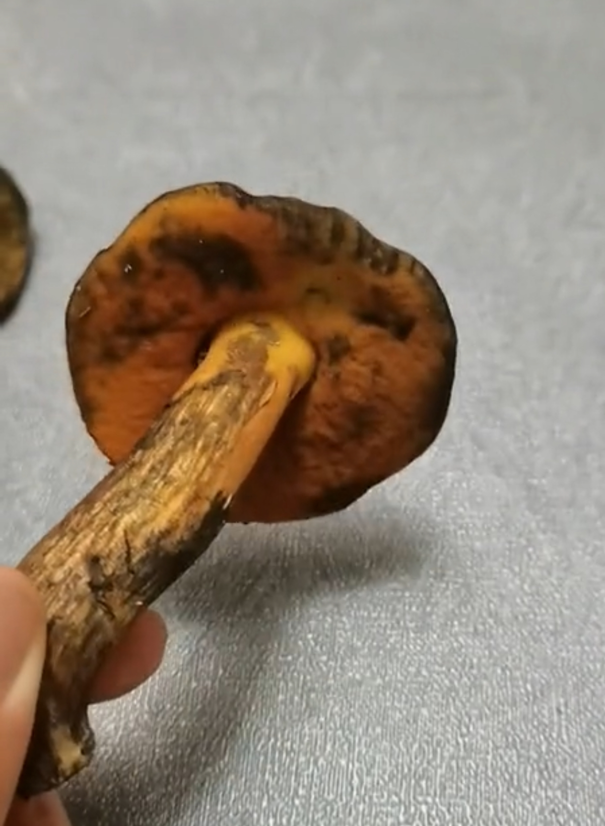 标本照片
