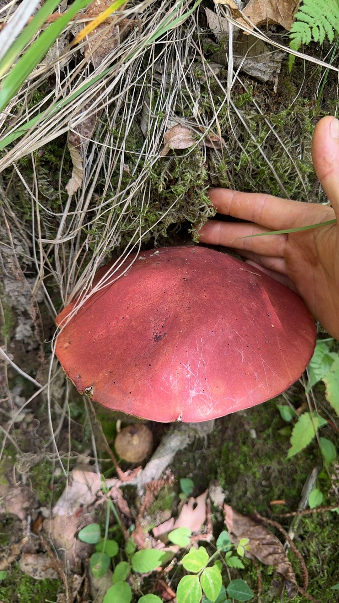 标本照片