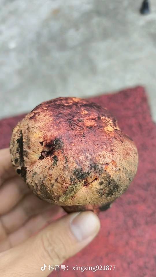 标本照片
