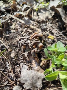 马鞍菌